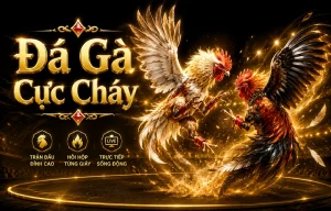 Trận Live Sun88win Trận live đá gà Sun88win